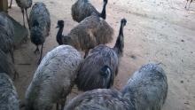 Emu birds sanctuary
