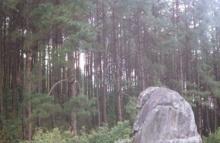 Green Pine Forest
