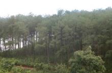 Lush Pine Forest